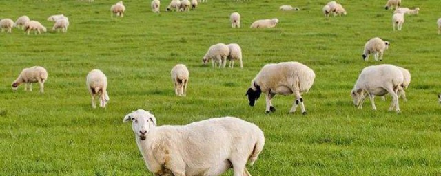 讓羊長肥的養殖方法 如何養殖羊