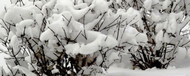 夢見雪是什麼意思 夢見雪有什麼寓意