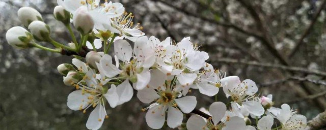 李花什麼時候開 李花開花時間介紹