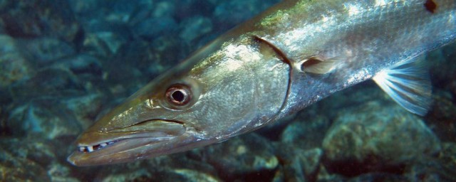 梭魚怎麼釣 釣梭魚方法