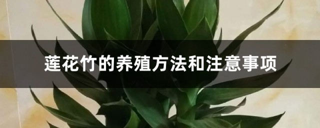 蓮花竹養護方法 蓮花竹的養殖方法和註意事項