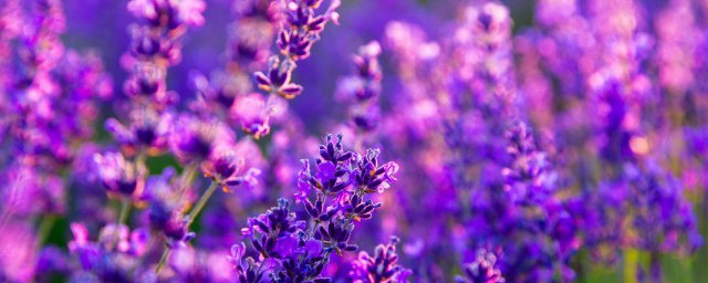 花開半夏琉璃殤的意思 花開半夏琉璃殤是什麼意思