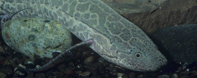 養肺魚的正確方法 如何養養肺魚比較好