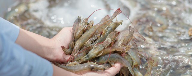 帶殼冰凍大蝦如何做 凍大蝦美味做法步驟