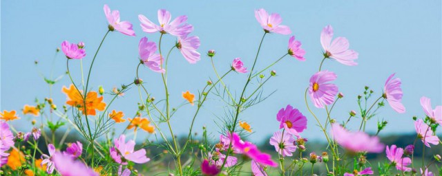 格桑花種植時間 格桑花應該什麼時候播種