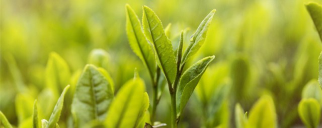 蘭貴人屬於什麼茶 關於蘭貴人茶的介紹