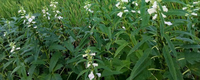 芝麻花種植方法 芝麻的種植方法