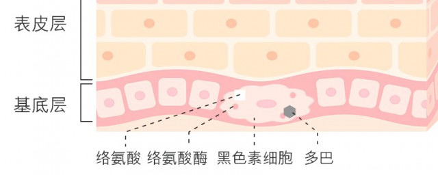 煙酰胺怎麼用 煙酰胺用的方法