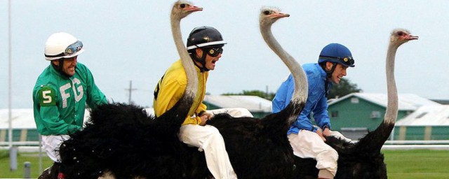 新手該怎麼正確騎乘鴕鳥 騎鴕鳥的方法