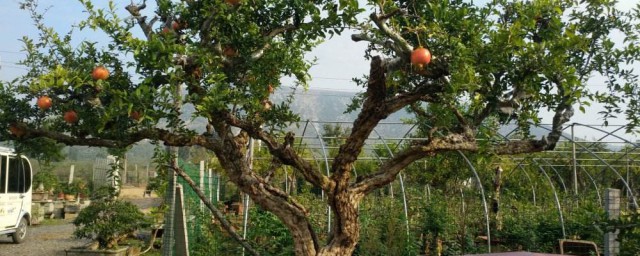 傢裡能種植什麼樹最好 傢裡適合種的樹介紹