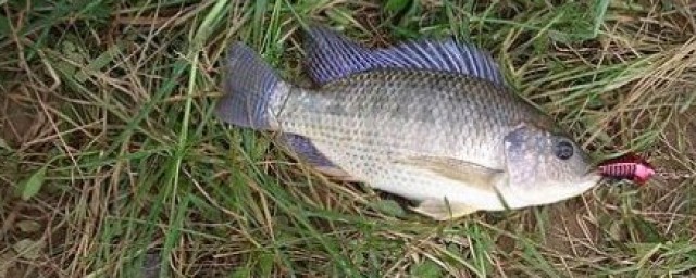 羅非魚怎麼釣 釣羅非魚的技巧