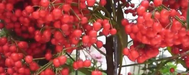 富貴籽的養殖方法 富貴籽如何養殖