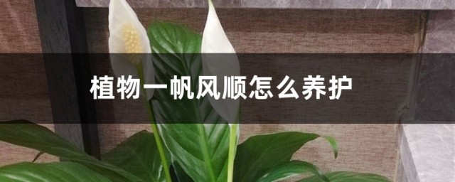 植物一帆風順養殖技巧 一帆風順植物的養殖方法和註意事項