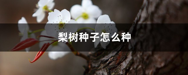 用梨樹種子播種方法 種後幾年才能結果