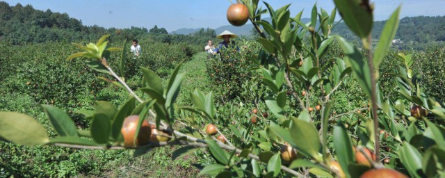 摘茶籽最佳方法 摘茶籽最佳方法