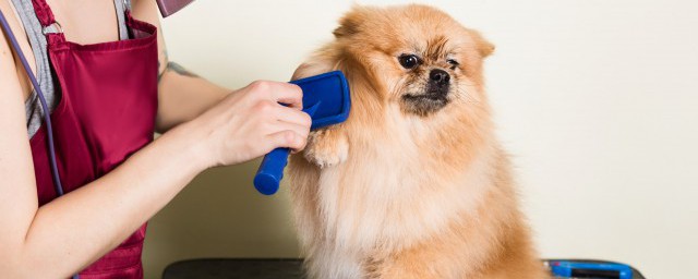 馬犬怎麼養 有什麼養馬犬的技巧