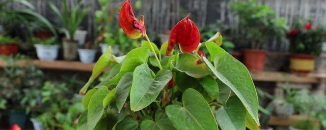 紅掌花怎麼養 紅掌花如何養殖