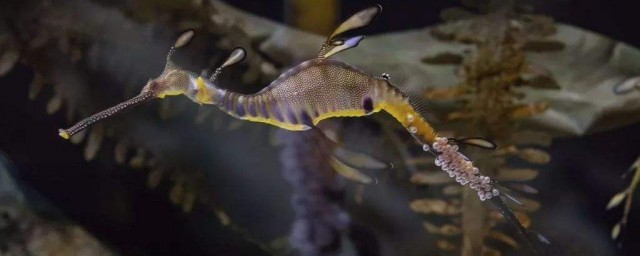 海馬是海裡的魚嗎 海馬簡單介紹