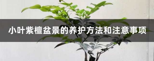 小葉紫檀養殖方法和註意事項 小葉紫檀盆景的正確養法