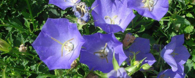 風鈴花的種植方法 風鈴花的養殖方法介紹