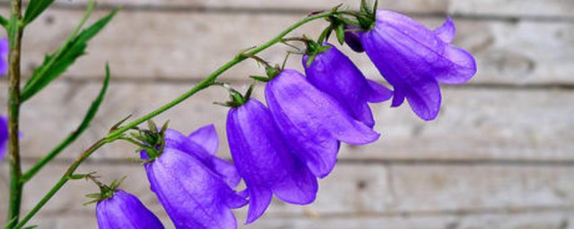 風鈴花種子種植方法 風鈴花種子怎麼種