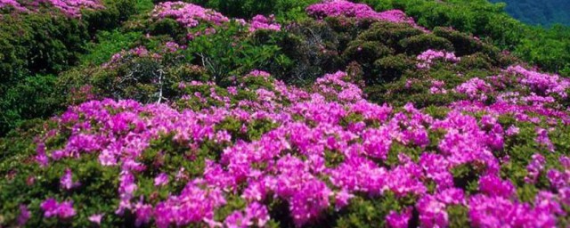 杜鵑花的養殖栽培方法 杜鵑花的養殖栽培方法簡單介紹