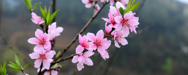 增加桃花運最靈的方法 增加桃花運的方法介紹