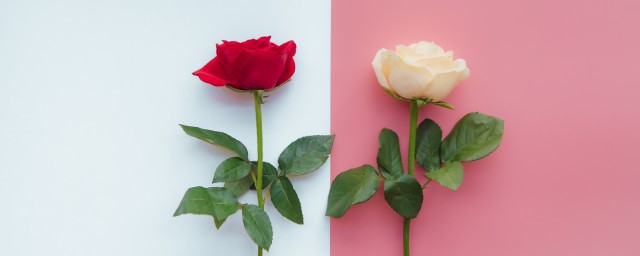 黃玫瑰花語是什麼意思 它有什麼特殊的寓意