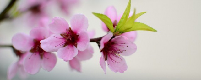 花開見佛的意思 花開見佛的釋義