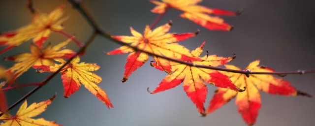 霜葉紅於二月花的意思是什麼 霜葉紅於二月花的翻譯