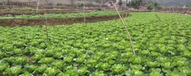 白菜的種植方法 白菜的營養價值及功效