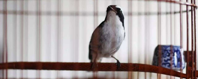 白燕鳥養殖方法 養白燕鳥的方法介紹