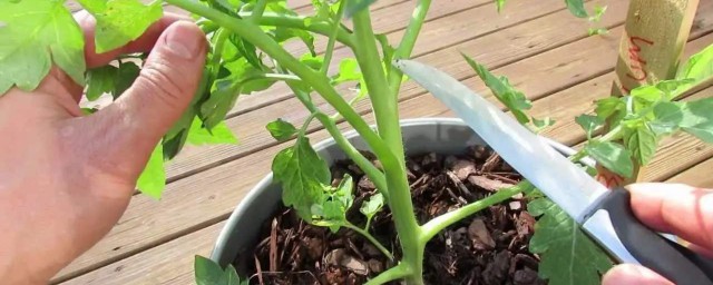盆栽西紅柿種植方法 如何種植盆栽西紅柿