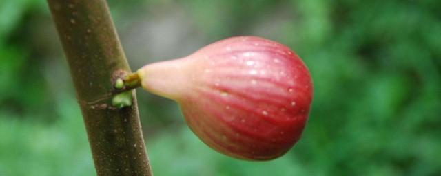 秋季無花果種植方法 秋季適合種植無花果嗎