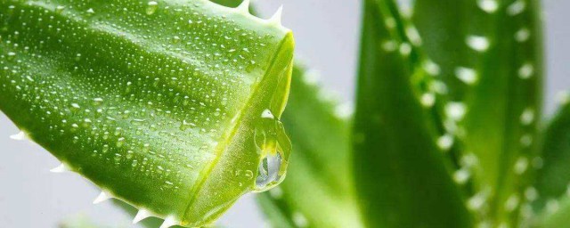 蜜汁蘆薈制作方法 需要準備什麼材料