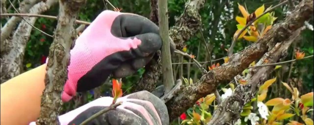 石榴樹的修剪方法 需要註意什麼地方呢