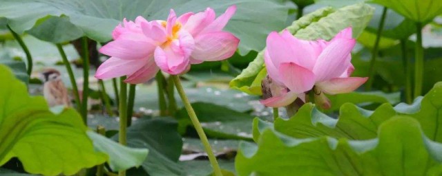 蒙蒙細雨類似的詞語 蒙蒙細雨類似的詞語有哪些