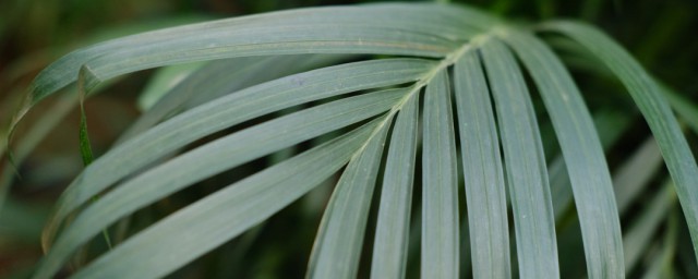 鳳尾草移栽的方法 如何移栽鳳尾草