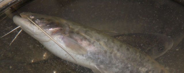 釣魚塘鯰魚技巧 釣鯰魚的技巧