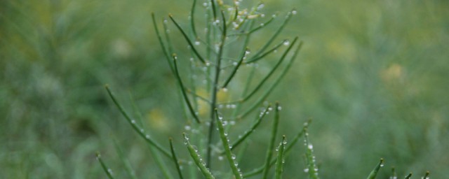 細雨蒙蒙的句子 關於細雨蒙蒙的唯美句子