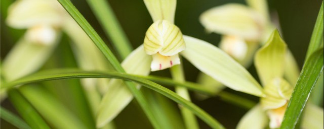 蘭花怎麼養才能開花 需要怎麼澆水呢