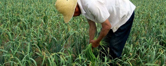 收蒜苔的最佳方法 收蒜苔的方法步驟介紹