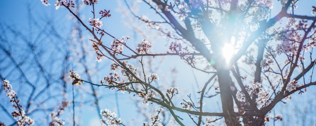 梅花種植方法註意事項 梅花種植方法註意事項簡述