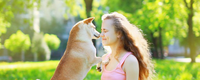 蝴蝶犬正確喂養方法 蝴蝶犬的飼養技巧