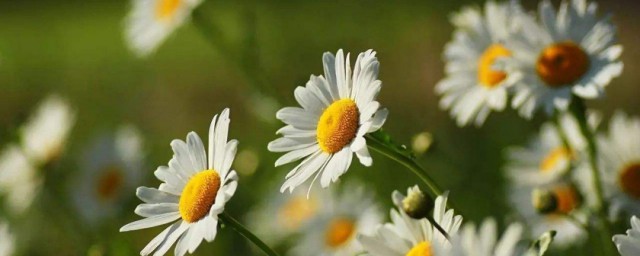 洋菊花的種植方法 洋甘菊怎麼種植