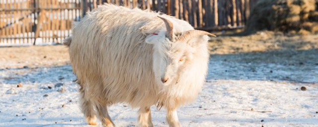 動物過冬的方法 動物怎樣過冬