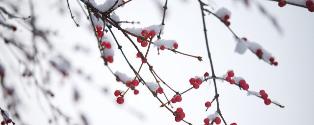 小雪節氣的特點 小雪節氣的特征有哪些