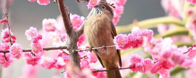 鳥語花香唯美句子 關於鳥語花香唯美句子推薦