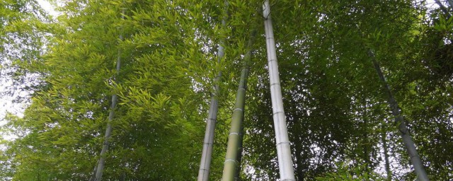 花毛竹怎麼種植方法 種植方法如下