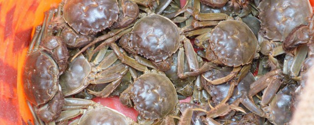 河蟹飼養的方法 河蟹怎麼養